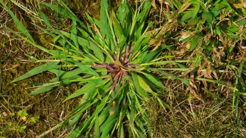 Must-try tricks for getting rid of crabgrass 