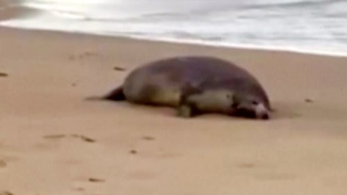 Thousands of Endangered Caspian Seals Found Dead on Beaches in Russia