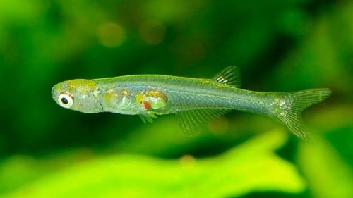 This New Fish Species Can Be As Loud As Pneumatic Drill
