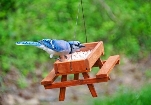9 Easy Tips for Feeding Birds in Summer