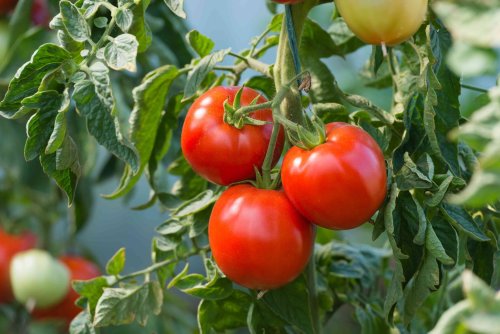 Your Go-To Guide to Growing Tomatoes