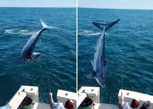 Watch a hooked mako shark fly into a fishing boat