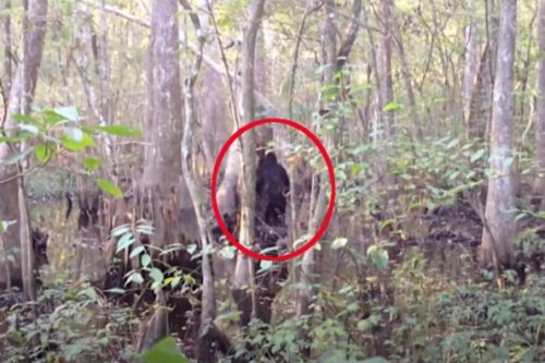The Most Controversial Videos of "Bigfoot" Ever Captured
