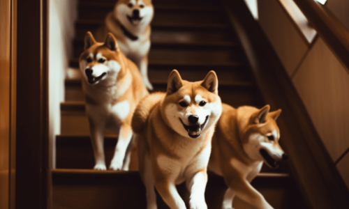 Latest on Shib, BNB & UNI