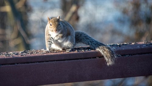 Clever ways to keep pests away from your bird feeder