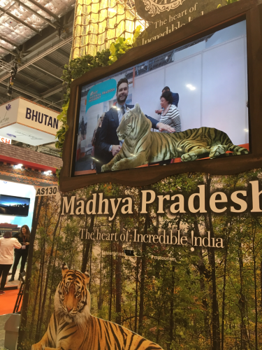 Spending some quality time with a docile tiger at the World Travel Market in London. It remained calm throughout my pitch.