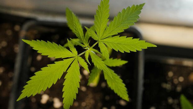 Die Cannabis-Legalisierung