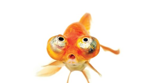 The epic history of the humble goldfish—and 4 more captivating tales