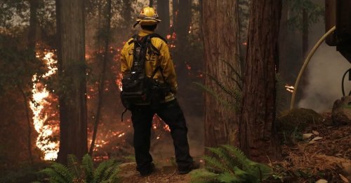 Why more forest fires could help fight our wildfire problem