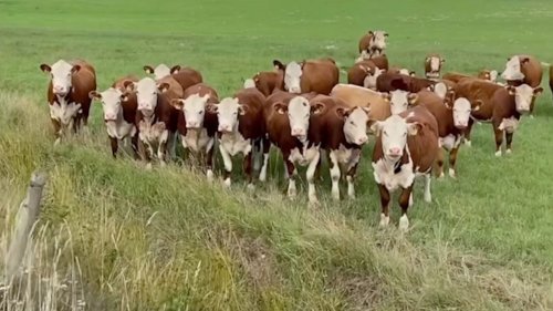 Moment Herd of Cows Rush Down Field to Enjoy Free Jazz Concert