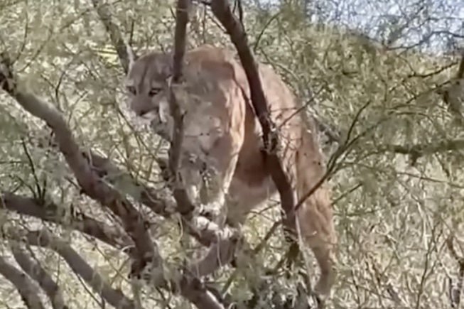 If you live in Arizona, this is your sign to look up in trees for mountain lions