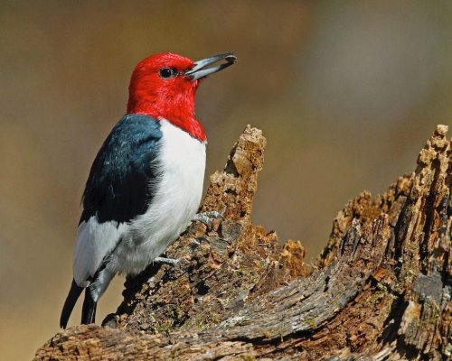 Here's Why Woodpeckers Peck (and How to Stop It)