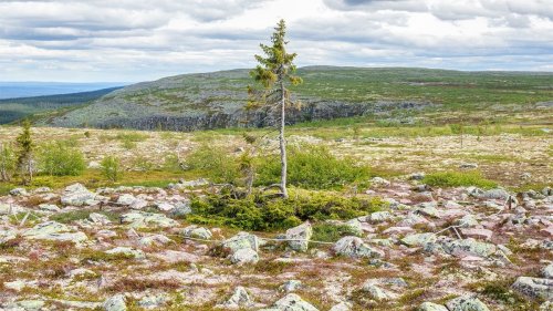 What Is the Oldest Tree in the World? — Plus More of the Oldest