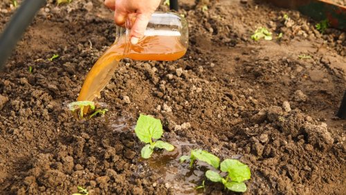 Reconsider trying these popular gardening tricks and methods 