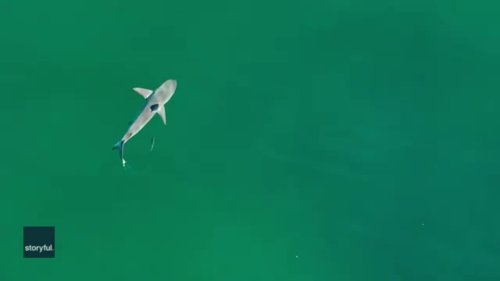 Drone Captures 'Huge' Shark Followed Closely by Fish Near New York Beach
