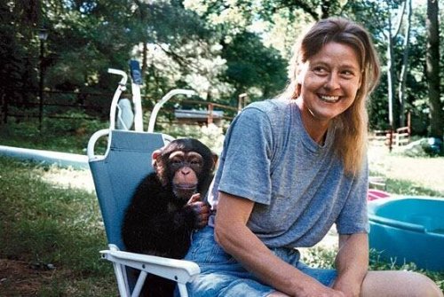 Travis the Chimp: The pet ape that mauled a woman and shocked the nation
