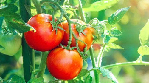 Magazine - Fruit & Vegetable Garden