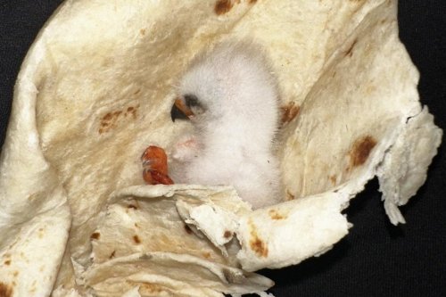 You'll never believe how someone rescued a tiny bird