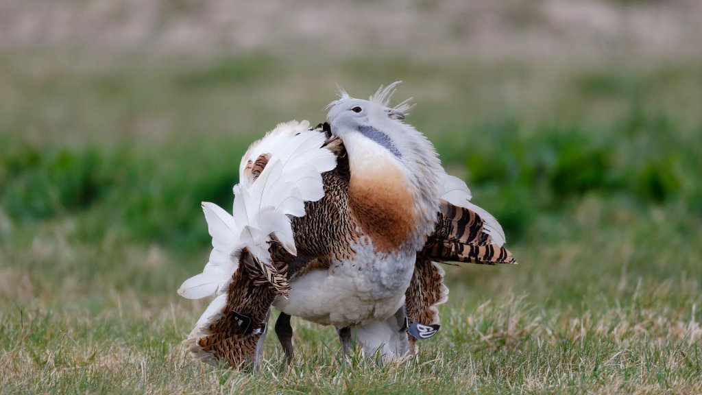 Tiere cover image
