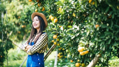 Fruit tree fertilization tips you'll wish you knew sooner 