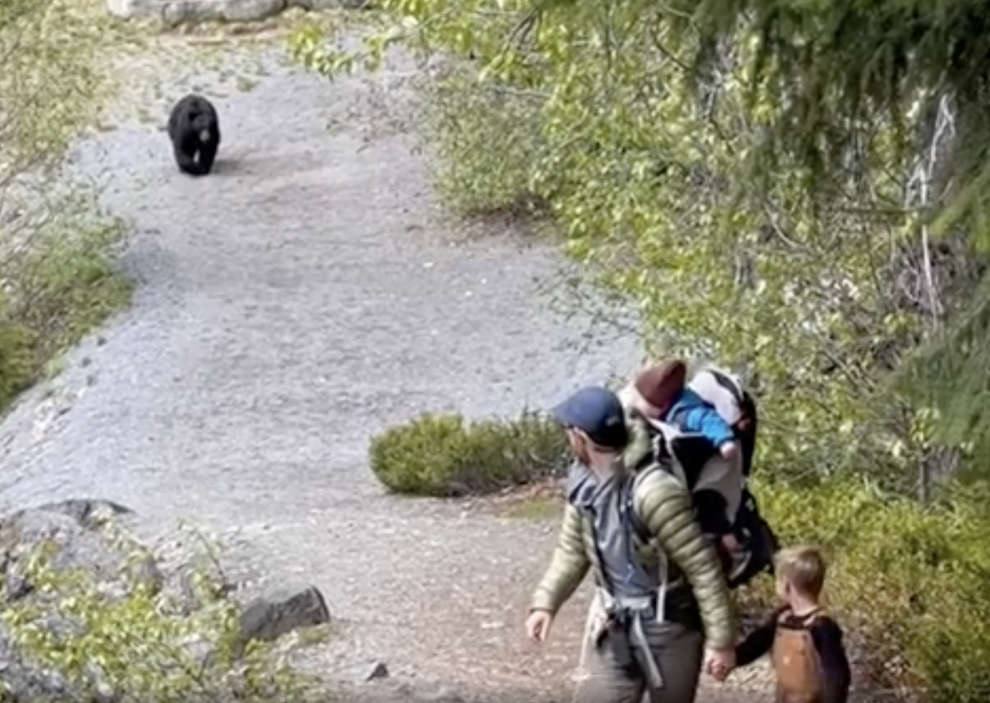 Watch a black bear stalk a family on a hiking trail for half a mile