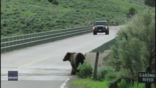 Animal Crossing: Bear Family Saunters Across Yellowstone Bridge