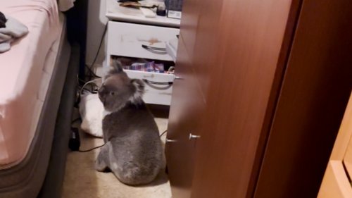 Couple comes home to find koala bear in their bedroom