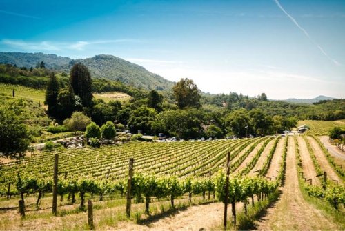 Discover the Best Wine Regions to Visit in the United States