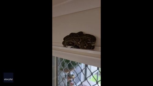 Snake Catcher Finds Python in Curtain Rail on Australia Day