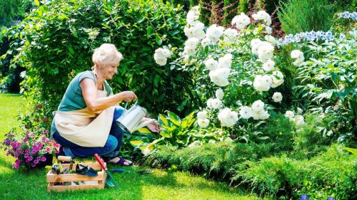 Help your rose garden thrive with these tips and advice 