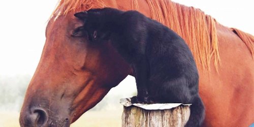 Best Buds: Our 12 Favorite Unlikely Animal Friendships
