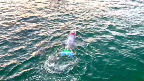 This Amazing Woman Has Set a New World Record, Swimming 30 Miles and Collection 20lbs of Trash