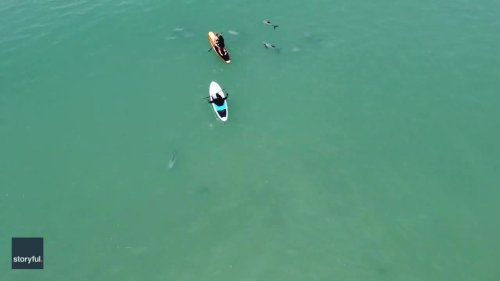Endangered Dolphins Swim Alongside Paddleboarders in New Zealand Bay