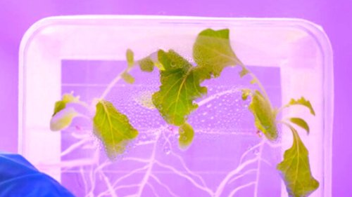 If Lettuce Is Grown in Space, It Might Actually Not Be Safe To Eat