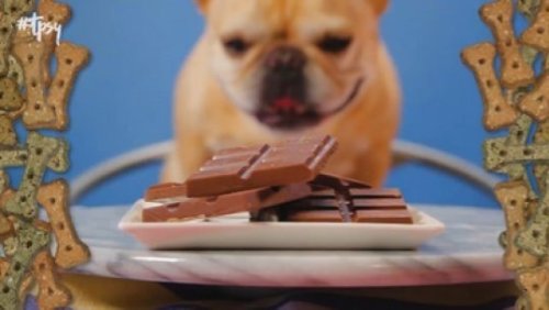 Holiday Tips! Be Wary of Certain Foods Around Your Pup!