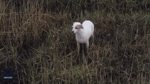 Volunteers Lure Lost Dog Out of UK Marsh Using Sausage Attached to Drone