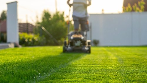 Grass seeds tips to try out in your yard 