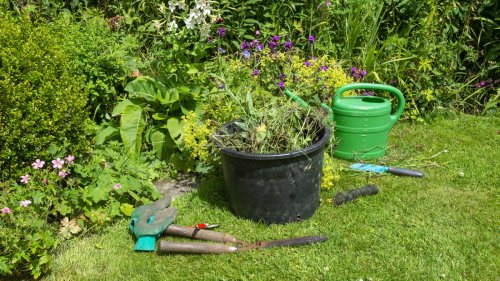 Stunning ground cover that'll help control the weeds in your yard 