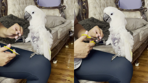 'Adorable parrot acts like a true drama queen while getting her nails clipped '