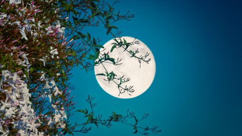 May's Flower Moon Blooms Tonight: Here's How to See It