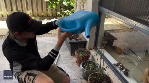 Queensland Resident Finds Snake 'Chilling' in Watering Can