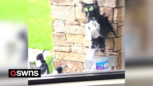 Man crafted an owl out of paper mache to scare magpies away - but they ended up worshipping it