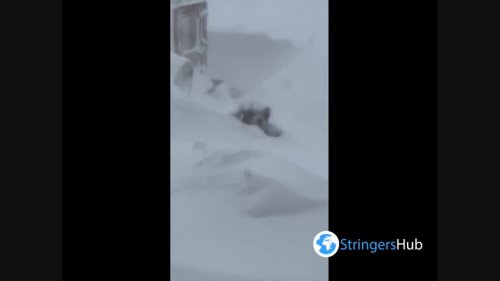 Dog laying in snowdrifts during snowstorm in Manitoba, Canada