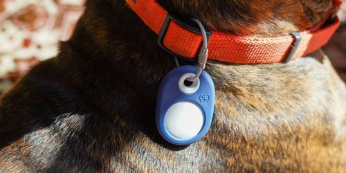 This Secret AirTag Feature Makes Tracking Your Pet Easier than Ever