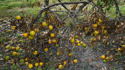 USDA: Florida orange crop down 36% after twin hurricanes