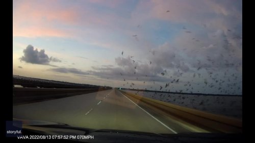 Woman 'Completely Terrified' as Flock of Birds Fly Into Car, Moments After Mom's Warning