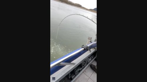 'One of the Craziest Jumps I’ve Ever Seen': Fishing Guide Stunned as Massive Sturgeon Leaps From Water