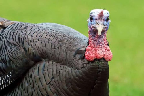 What Turkeys Actually See When They Look at You
