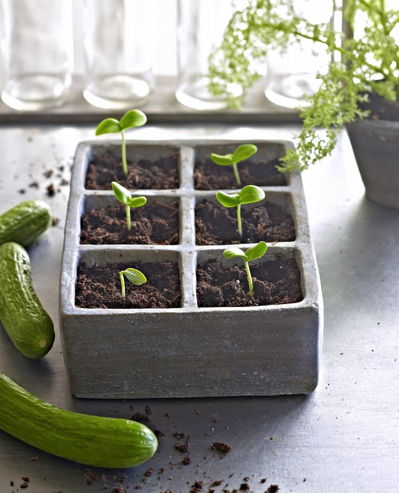 Seed Starting 101