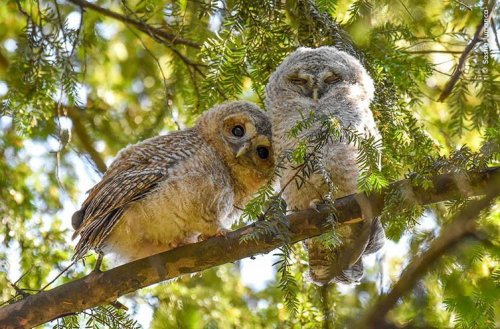Last year's finalists for wildlife photos of the year are crazily stunning
